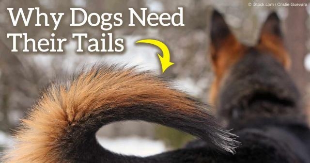 Why Does the AKC Remain Staunchly in Favor of Tail Docking? - mercola.com