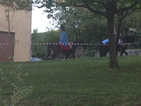 Il cavallo del Catria che passa per il Borgo.