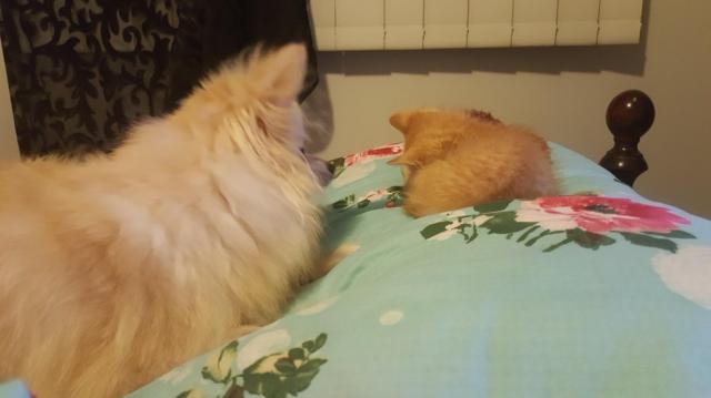 Learn how Tiny Kitten Grows Up With Very Protective and Loving Surrogate Dad ... - lovemeow.com