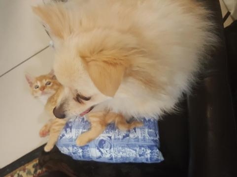 Tiny Kitten Grows Up With Very Protective and Loving Surrogate Dad ... - lovemeow.com