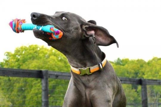 Local parks have gone to the dogs - Kentucky Living - kentuckyliving.com