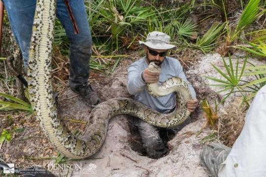 South Florida python hunters killing Everglades snakes | Miami.com - miami.com