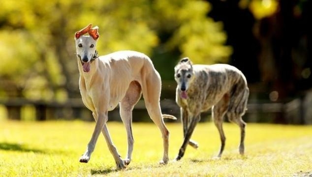 foto di levrieri in mezzo alla natura