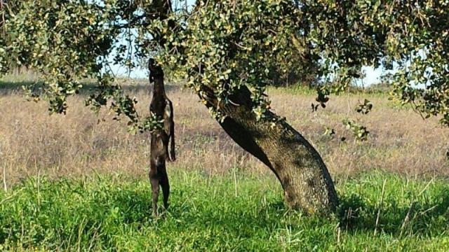 levriero impiccato ad un albero