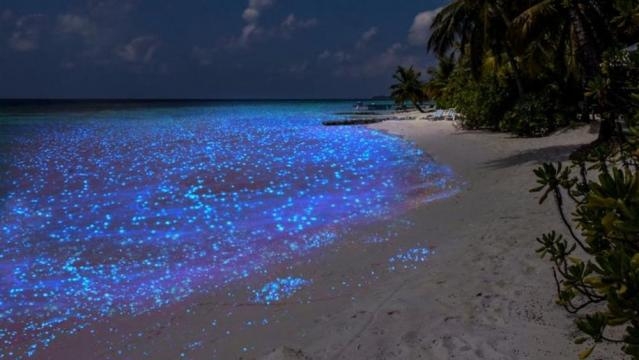 Spiaggia delle Maldive illuminata dal fitoplancton.