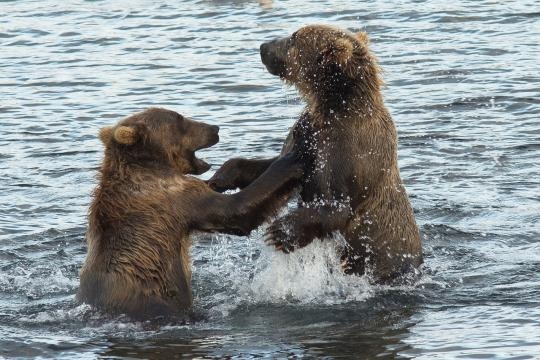 The feeding habits of Kodiak bears are being altered due to the warming climate. Source: Pixabay.com