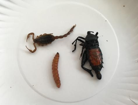 Festival de Insectos Comestibles de Ciudad de México 2016 - YouTube - youtube.com