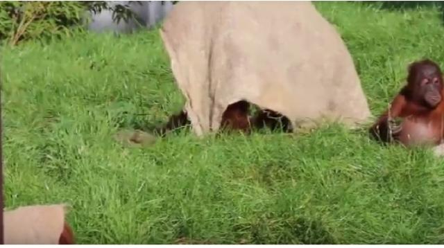 Orang Utans in Chester Zoo. [Image source/Michael Hadfield YouTube video]