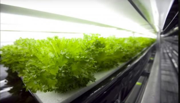 Robot-run lettuce farm [image via YouTube/The world on the palm]