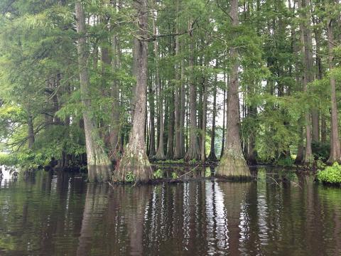 Cluster of bald cypress trees in Trap Pond State Park (Image credit – Kej605, Wikimedia Commons)
