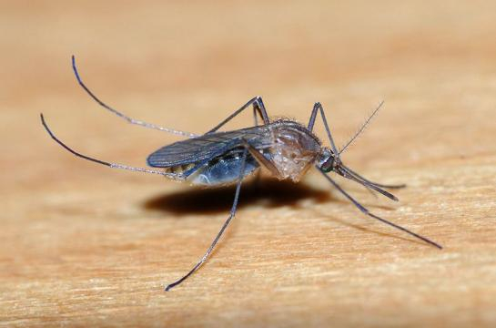 Female Culicine mosquito (Image credit – Alvesgaspar, Wikimedia Commons)