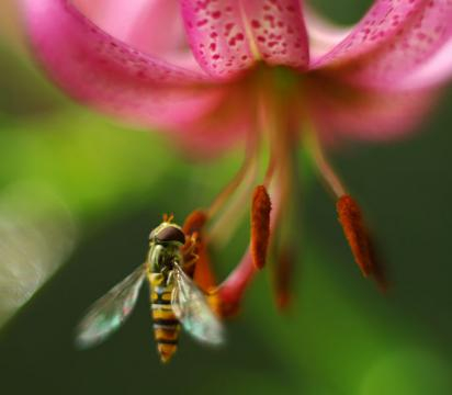 Pollination in progress (Image credit – Bartosz Cuber, Wikimedia Commons)