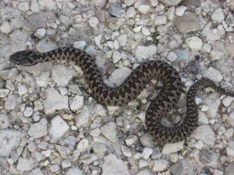 Serpenti, di tutto e di più: marzo 2014 - blogspot.com
