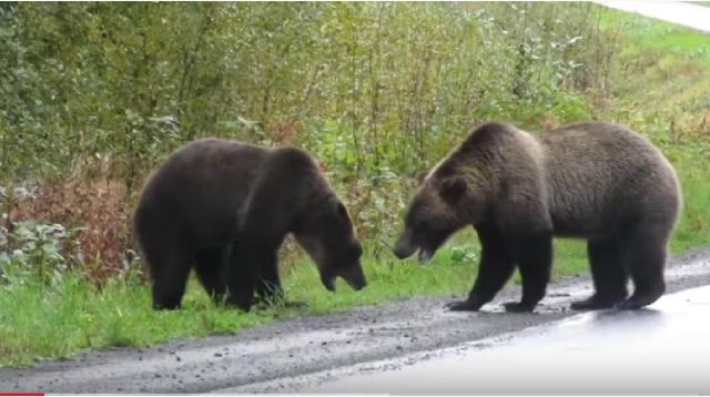 Epic grizzly bear fight! [Image source/Cari YouTube video]