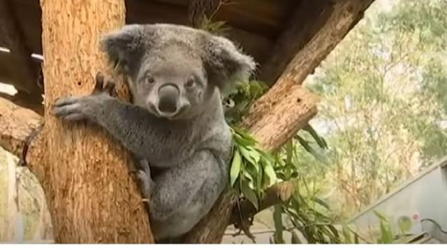 Hundreds of koalas perish in Australian bushfire. [Image source/CGTN YouTube video]