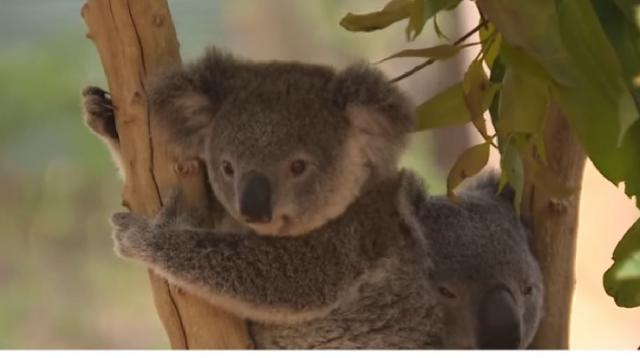 Up to 30% of NSW koalas may have died in fires. [Image source/Newsy YouTube video]