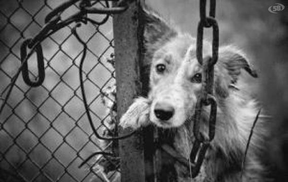 Il tredicenne ha ucciso la madre dopo che lei aveva ammazzato il cucciolo davanti ai suoi occhi