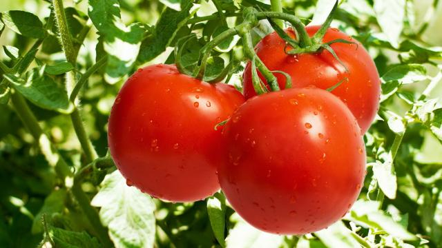 Culture des tomates – Jardinage - plantamalin.fr