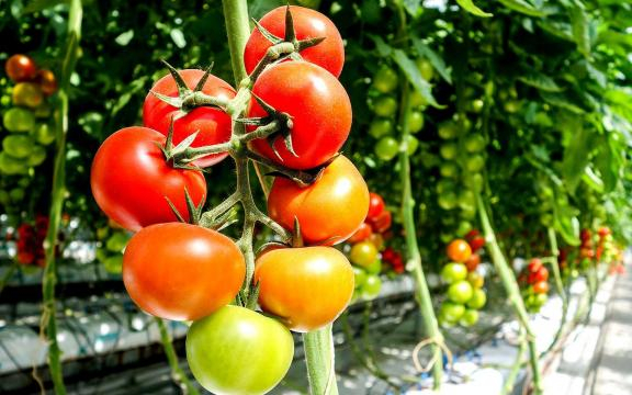 Tomate : la culture hors-sol | Dossier - futura-sciences.com
