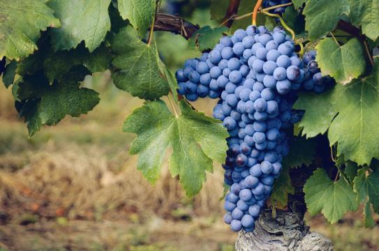 Nebbiolo d'Alba DOC - Caratteristiche, Storia e Abbinamenti © Creative Commons